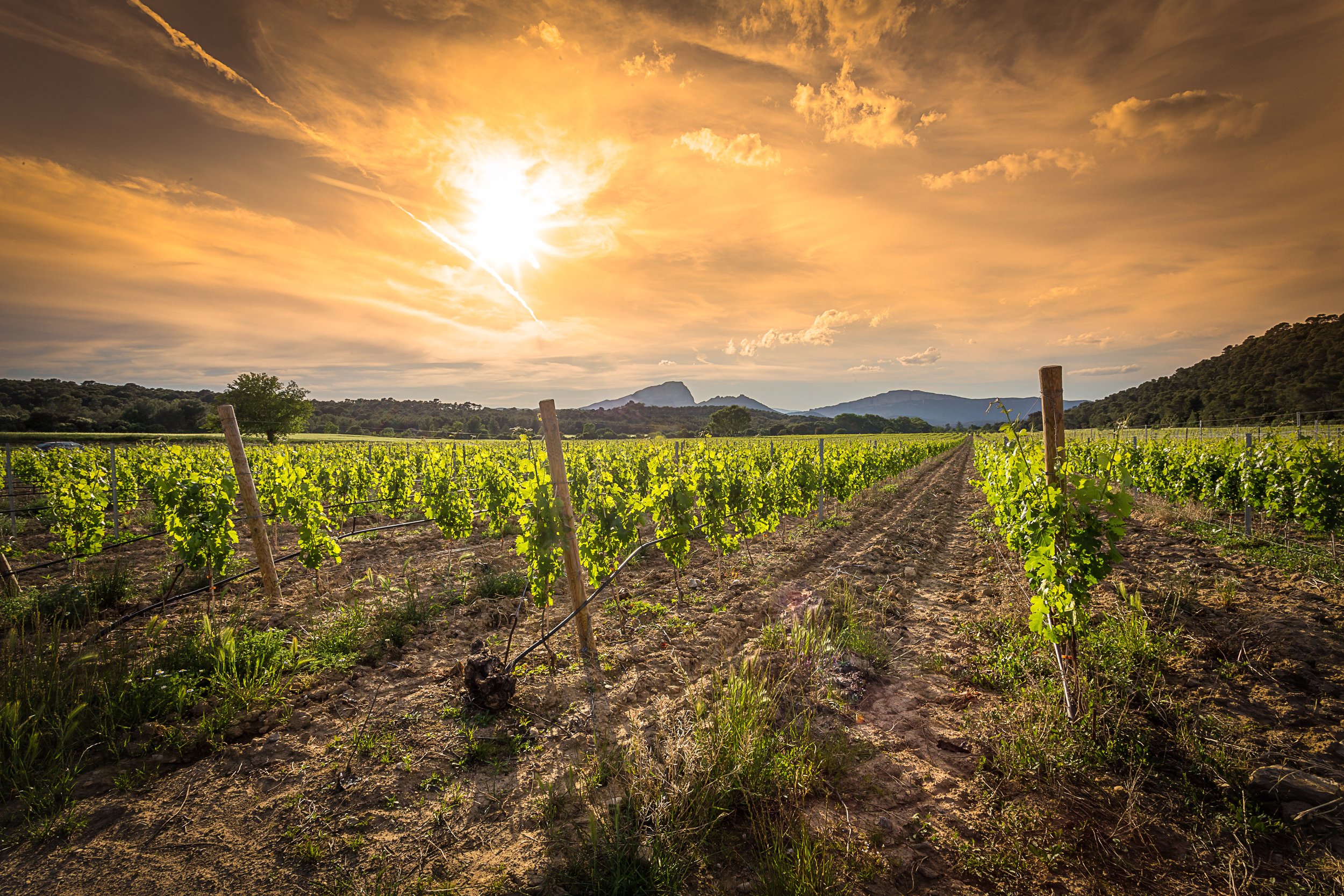 Visite de vignes et dégustation vin du Pic St Loup.jpeg