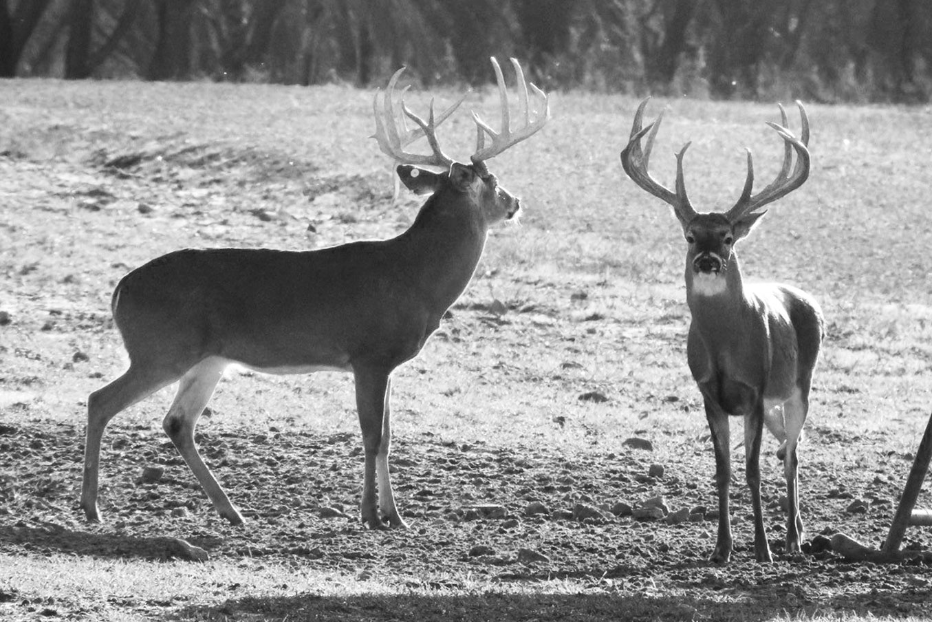 RMC-Ranch-Morning-Deer3.jpg