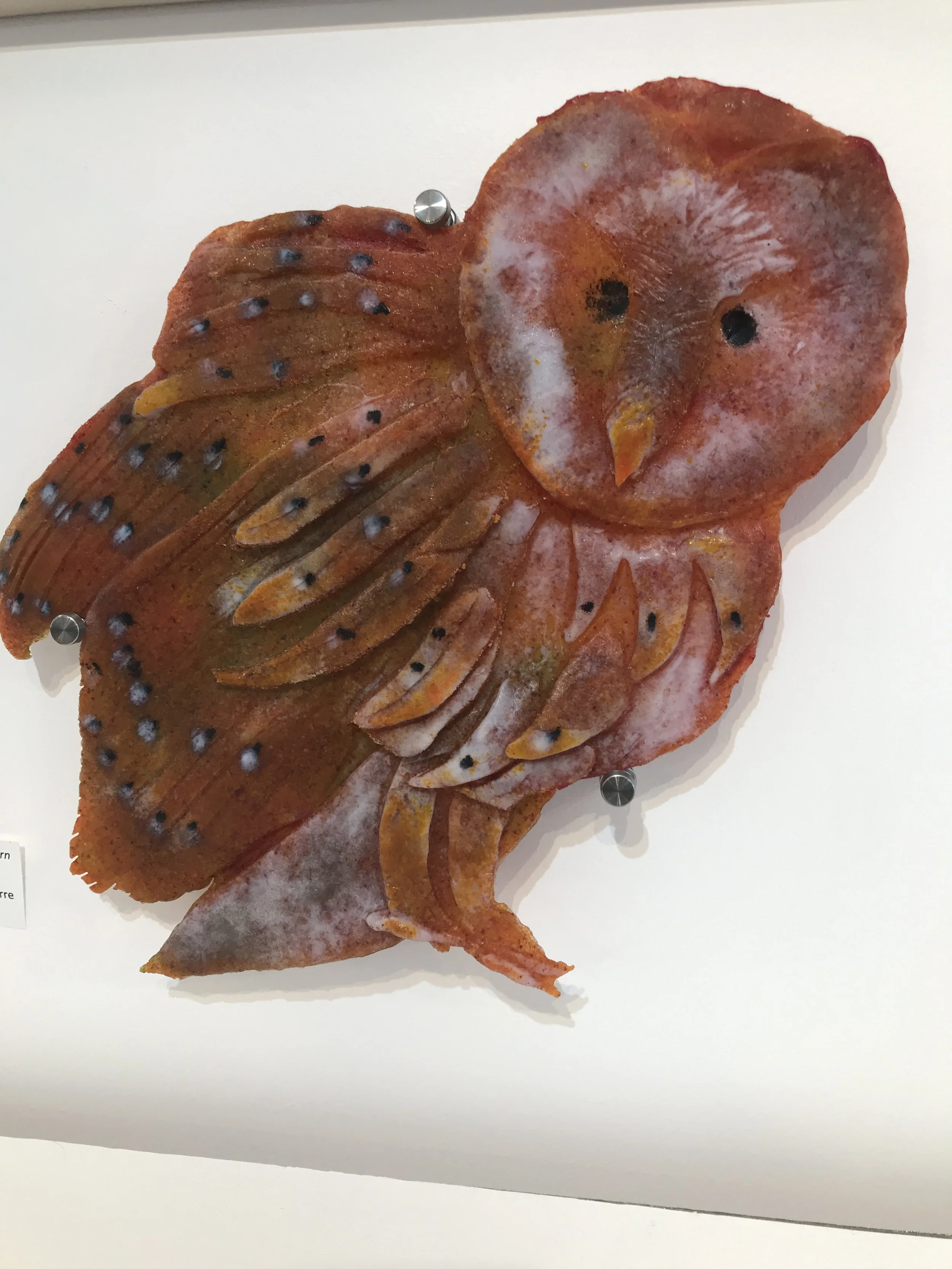 Autumn Barn Owl.JPG