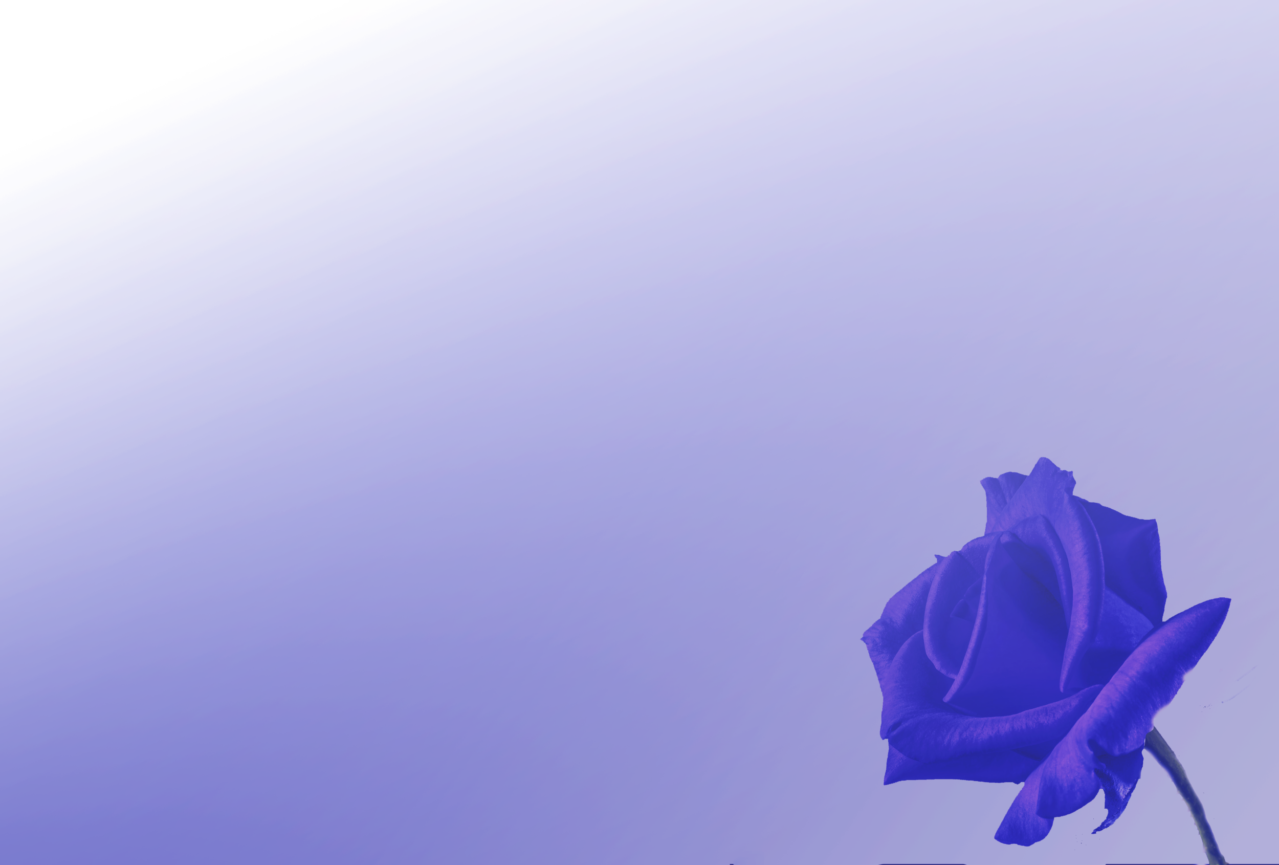 Hoa hồng xanh chữa lành (Blue Rose Healing): Hãy cùng nhìn vào hình ảnh của hoa hồng xanh chữa lành và cảm nhận nét độc đáo và mềm mại của chúng. Hình ảnh sẽ giúp bạn thấy được một phần tình yêu và sự thủy chung của những người gửi gắm chúng vào bó hoa. Quả thật, đây là một trải nghiệm tuyệt vời đang chờ đón bạn.