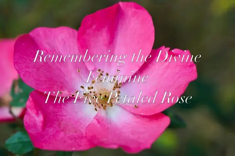Join us tomorrow, March 18th @11:30 am EST, as we explore the teachings of The Magdalene, the significance of the 5 Petaled Rose, and its connection to the 5th Dimension and Venus. Registration @www.bluerosehealing.com or linktree link in Bio#divinef