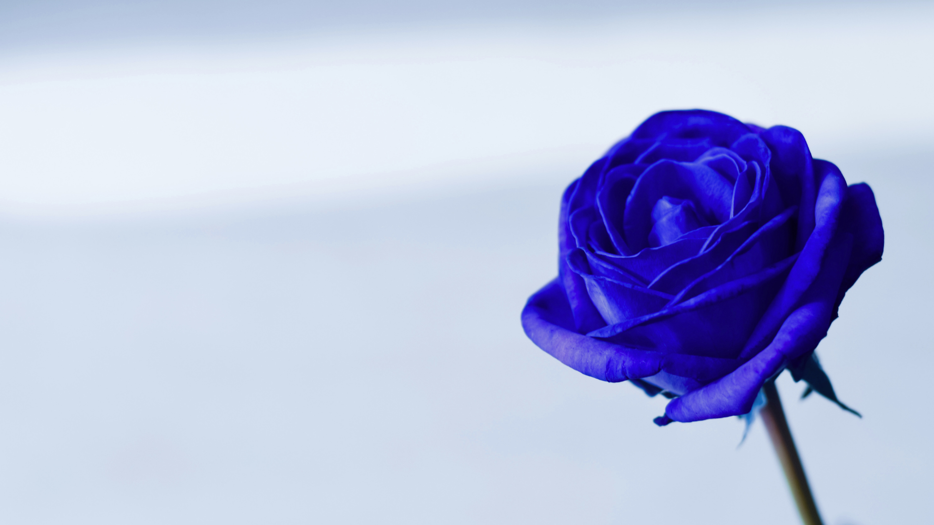Priestess Training | The Sacred Order of the Blue Rose — Blue Rose Healing