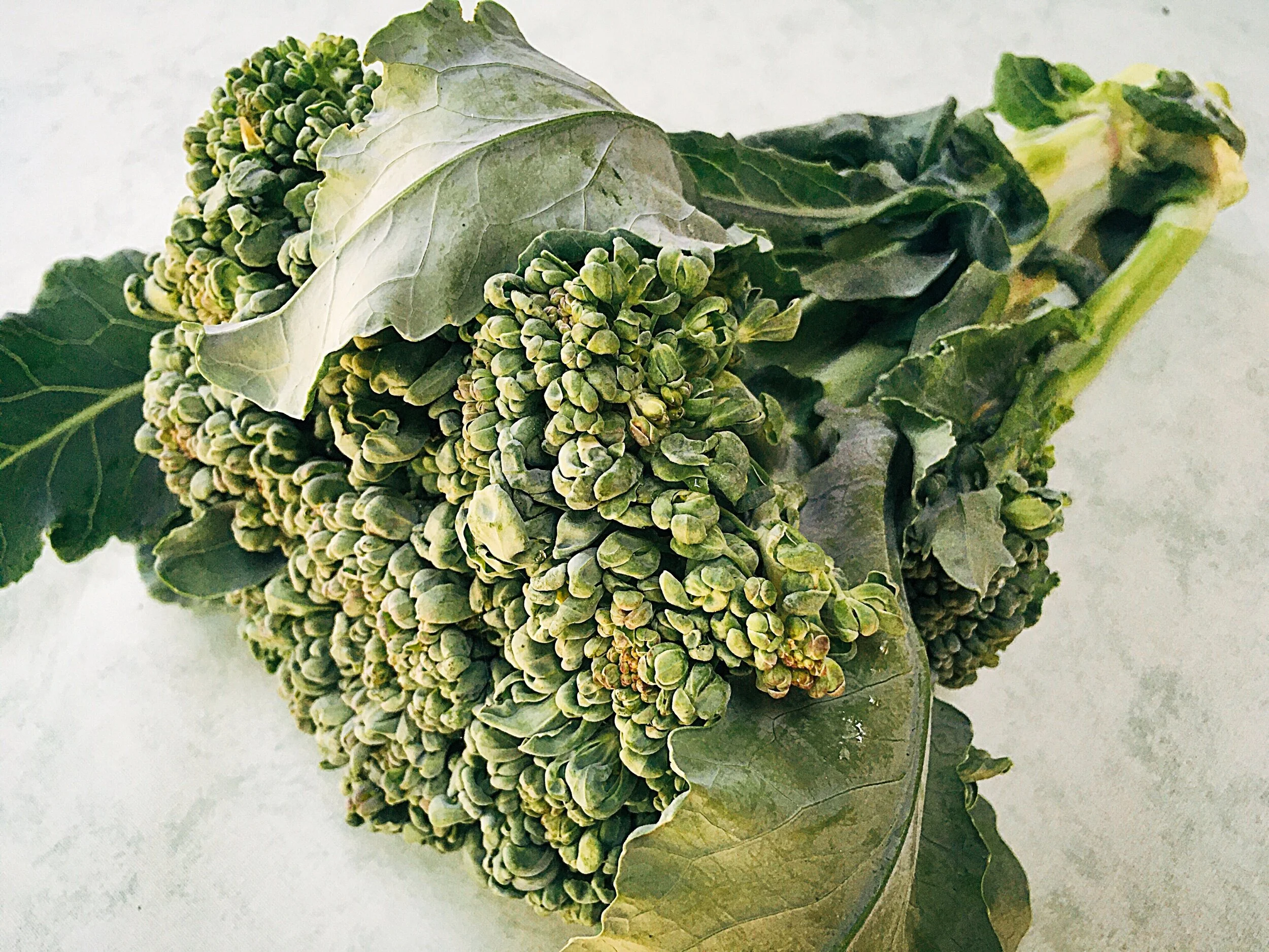 Piracicaba – A New Version of an Old Favorite Vegetable