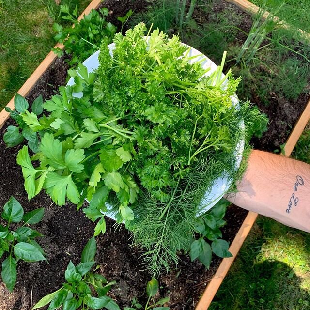 Herb Harvest🌱⠀
We are ready to bloom for the rest of 2020 with some local home grown products ⠀
&bull; ⠀
Soon enough we will be making our appearance at the NC State Farmers Market again 🤗⠀
&bull; ⠀
Free shipping until then. Get it while it lasts!