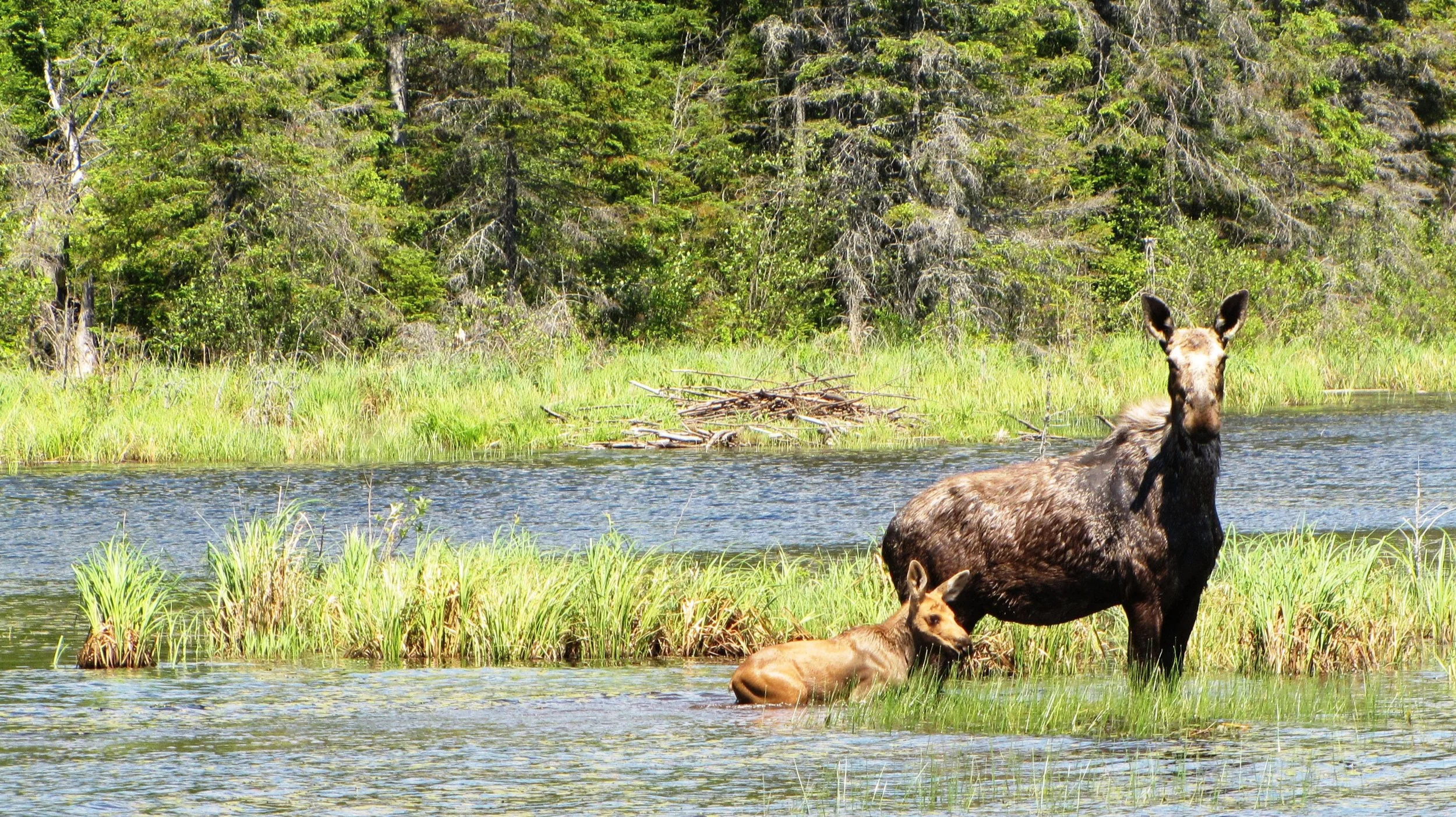 moose2+%283%29.jpg