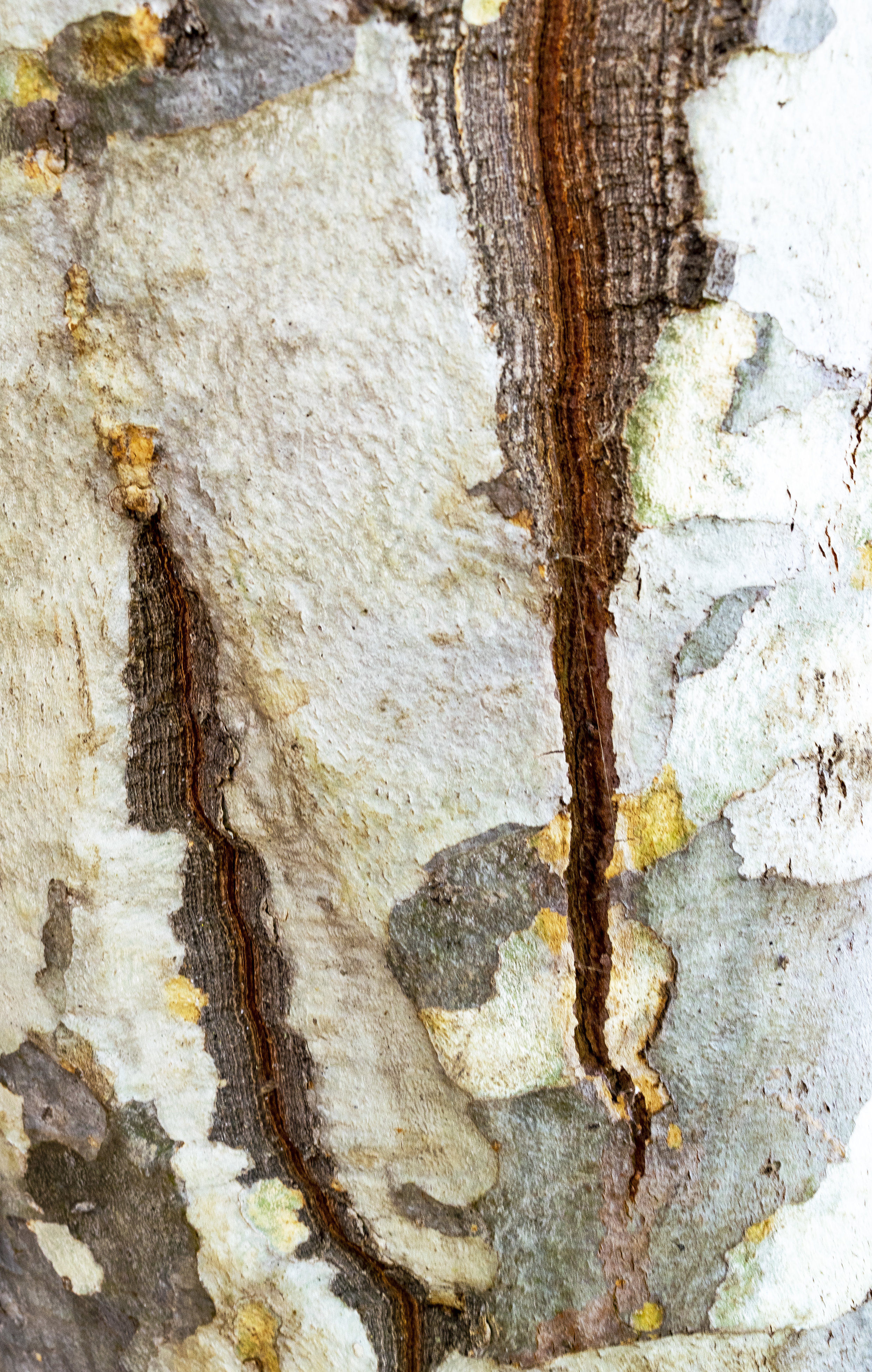 Abstract Bark 2661 cropped.jpg