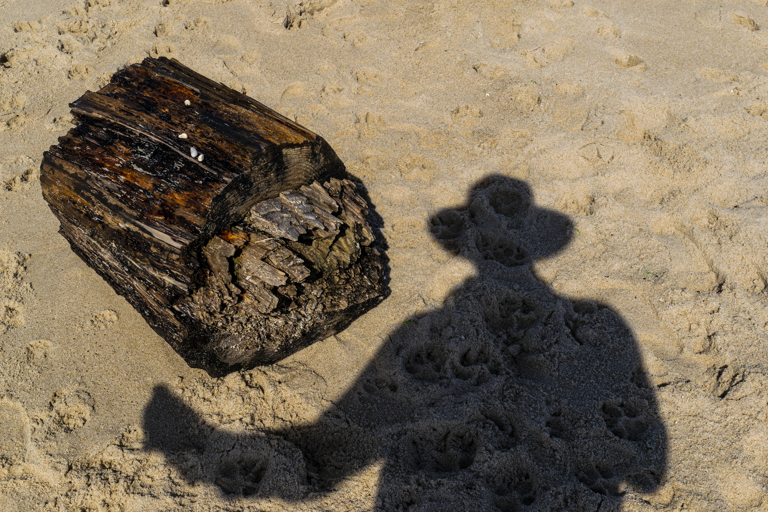 DSchreck _190618_BeachStudy20190615_060.jpg