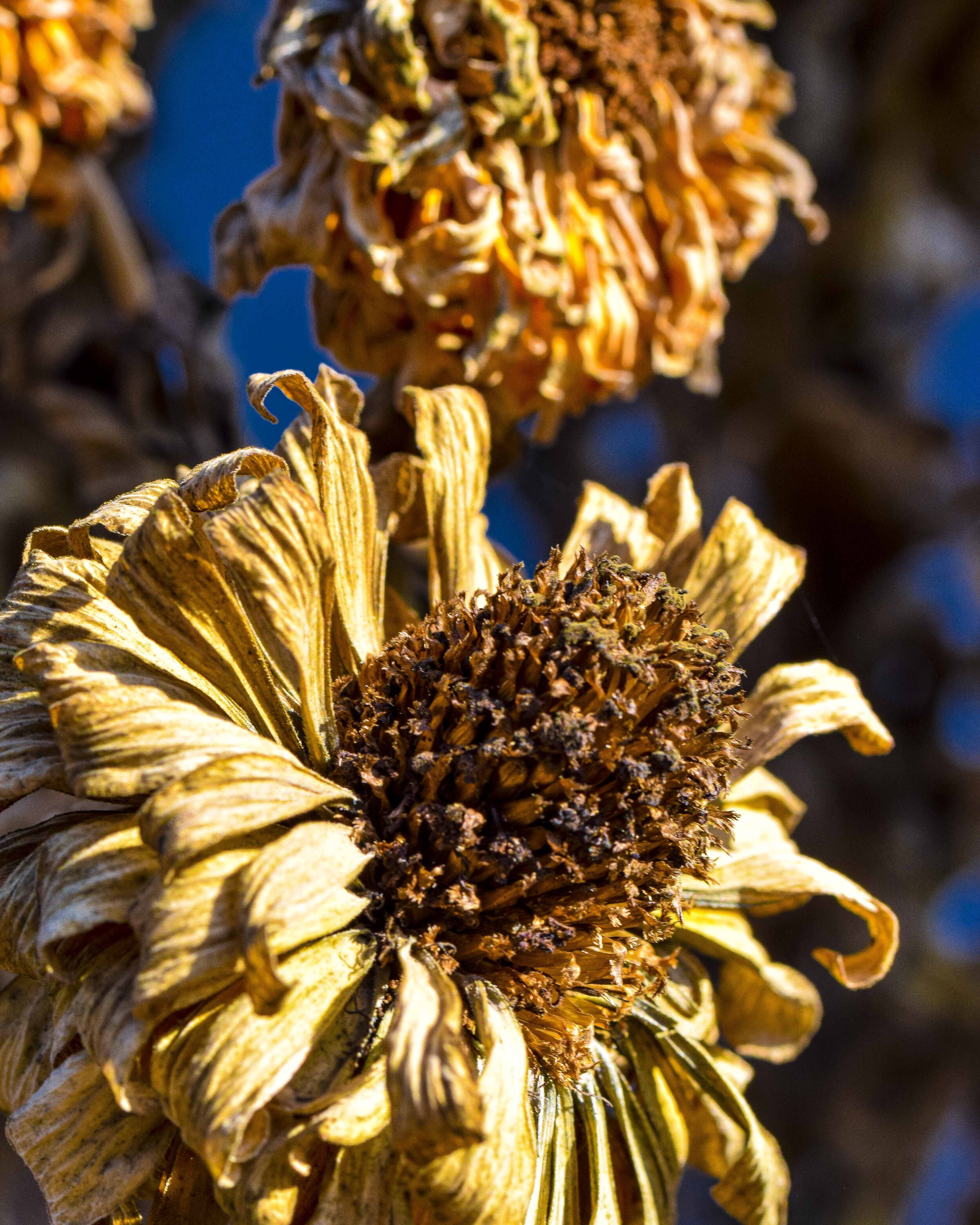 Marigold Afterlife 5463.jpg