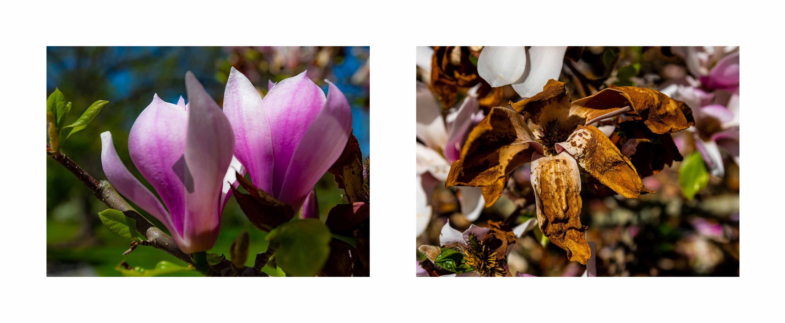 Life Cycle - Magnolia Dyptic.jpg