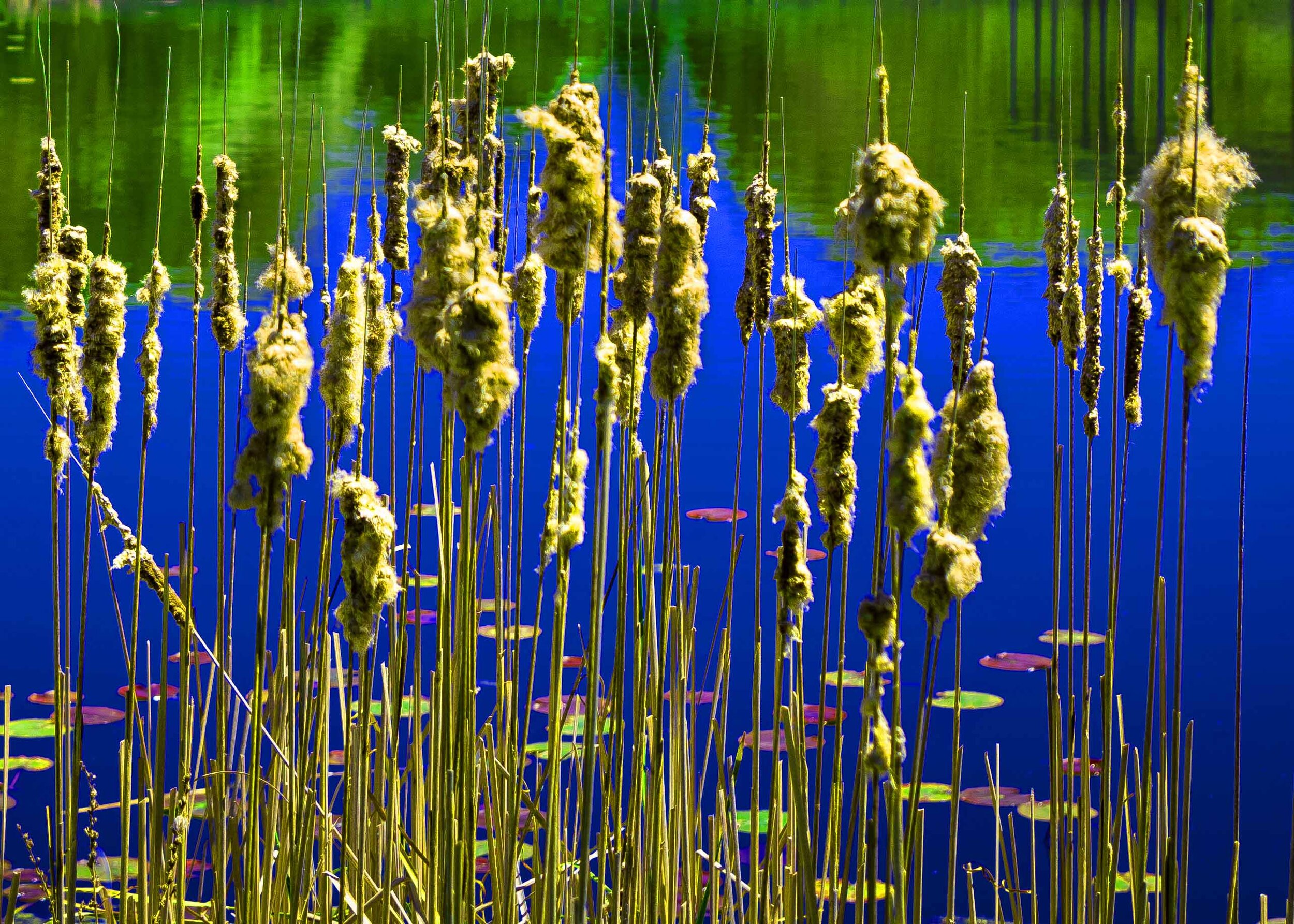 DSC_5093 Cattails 5x7 crop.jpg