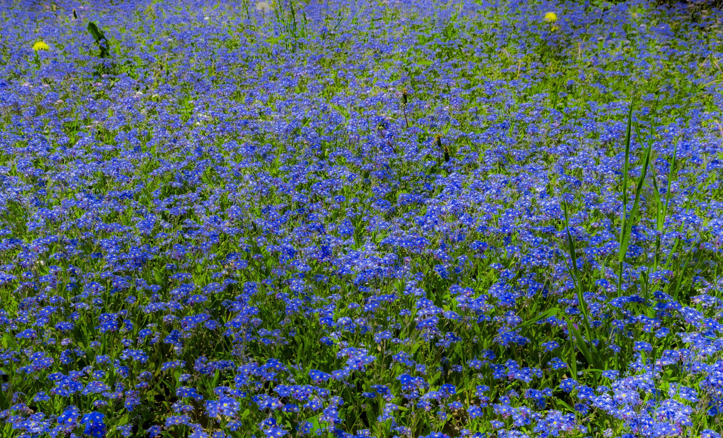 DSC_5101 Blue Field Cropped.jpg