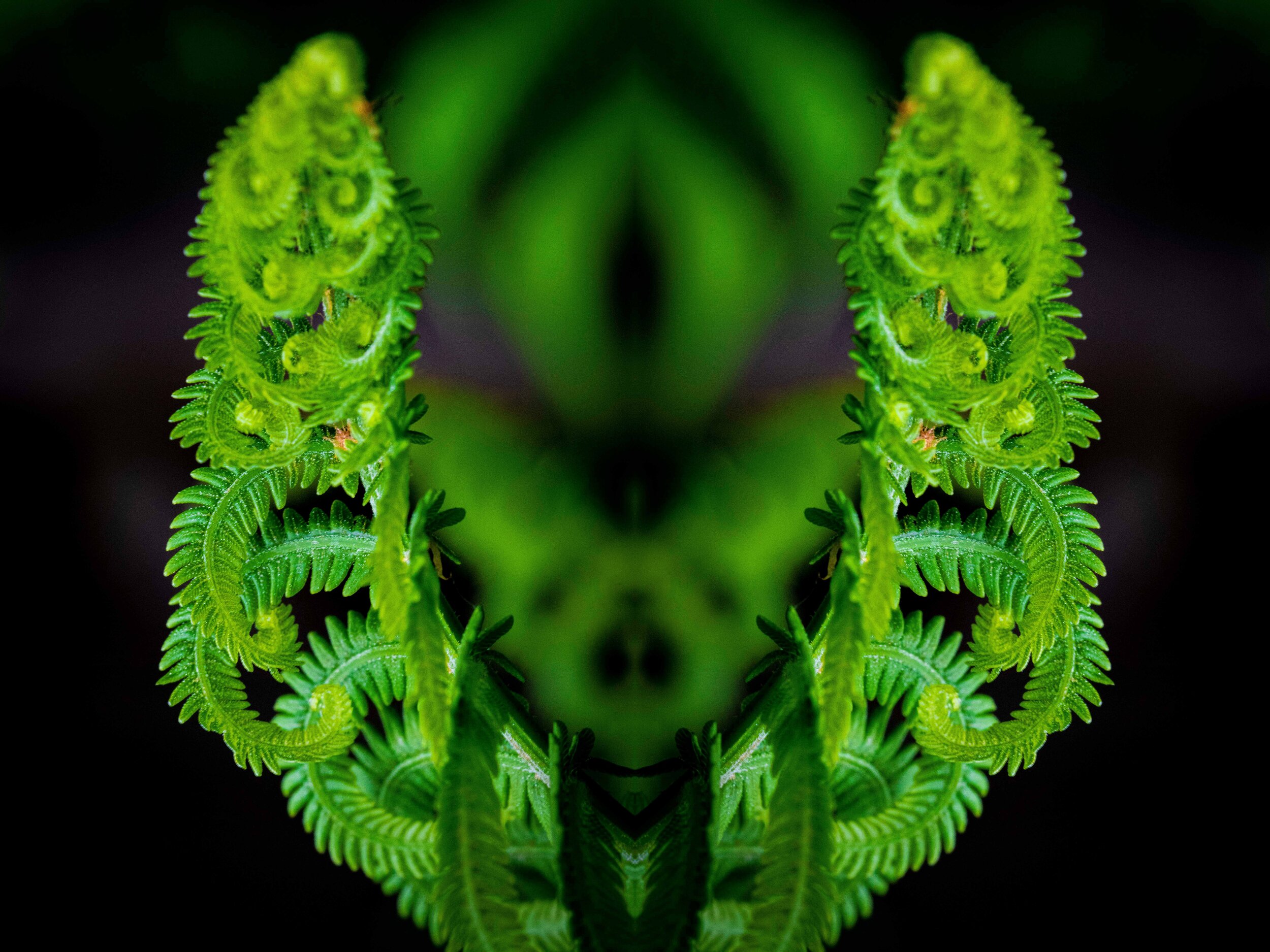 Lucky Fern 5208.jpg