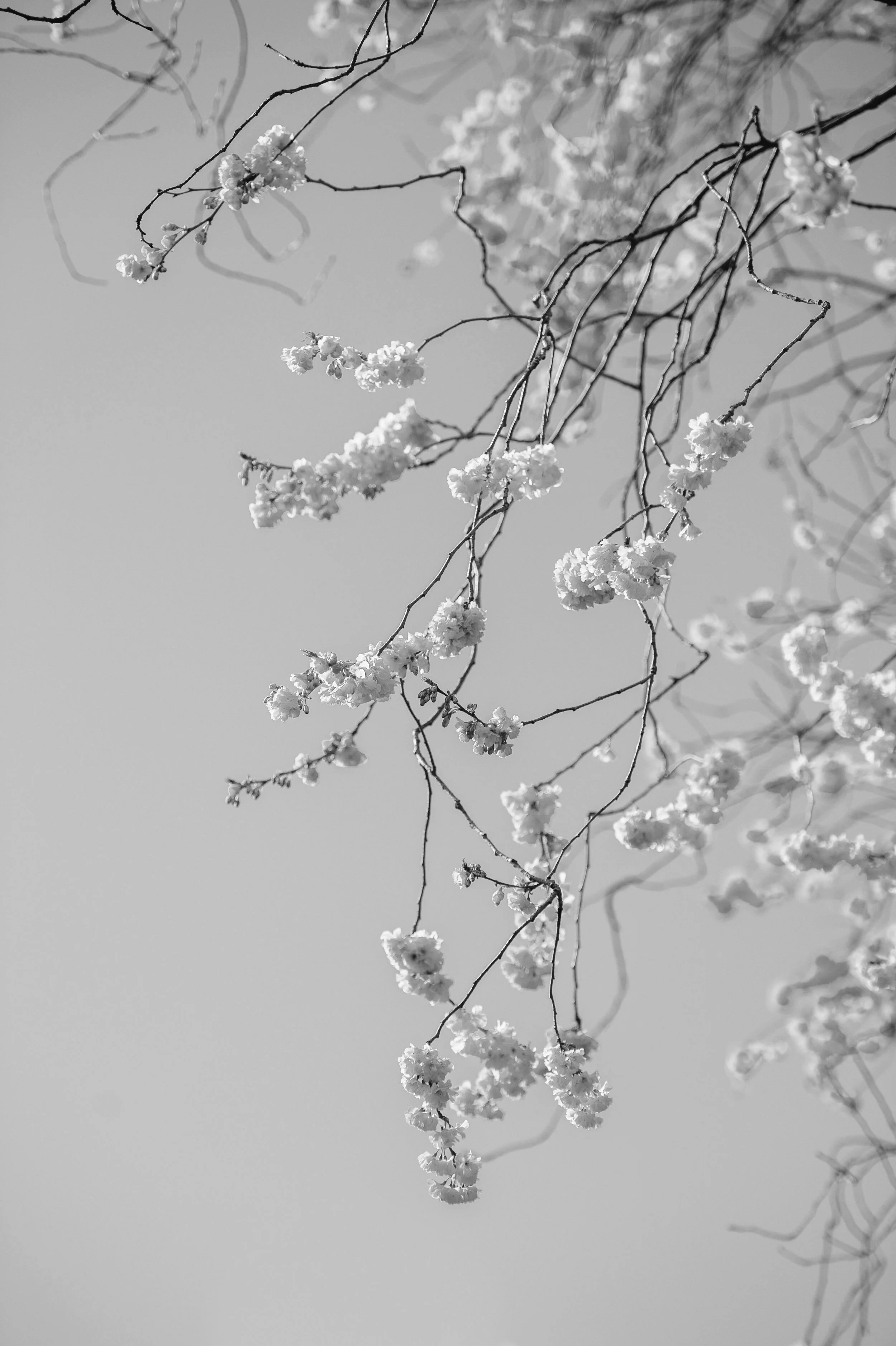 Book Review: Humankind - A Hopeful History