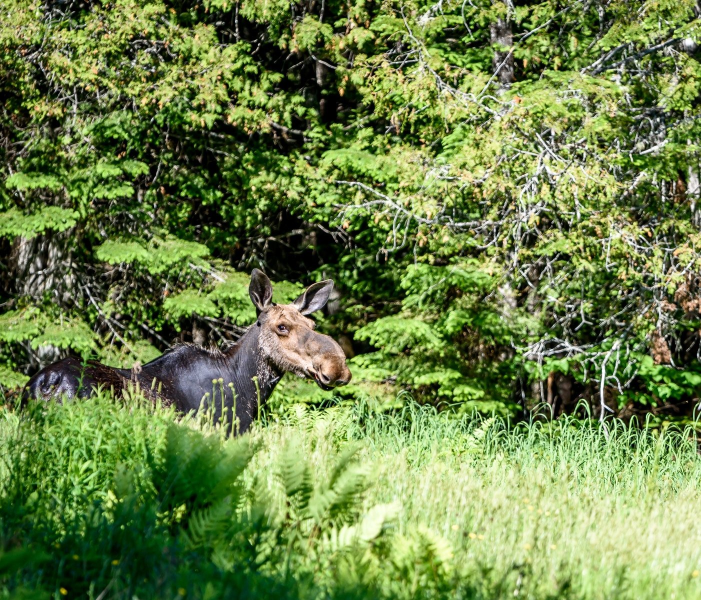 Female Eastern Moose (Alces alces americana) Standing in a Wooded Pasture in Rangeley Maine.jpeg