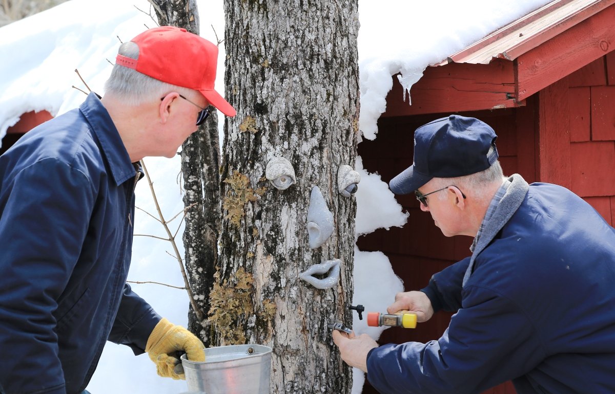 Having fun with the maple taps at Bradbury Maple in Bridgewater.