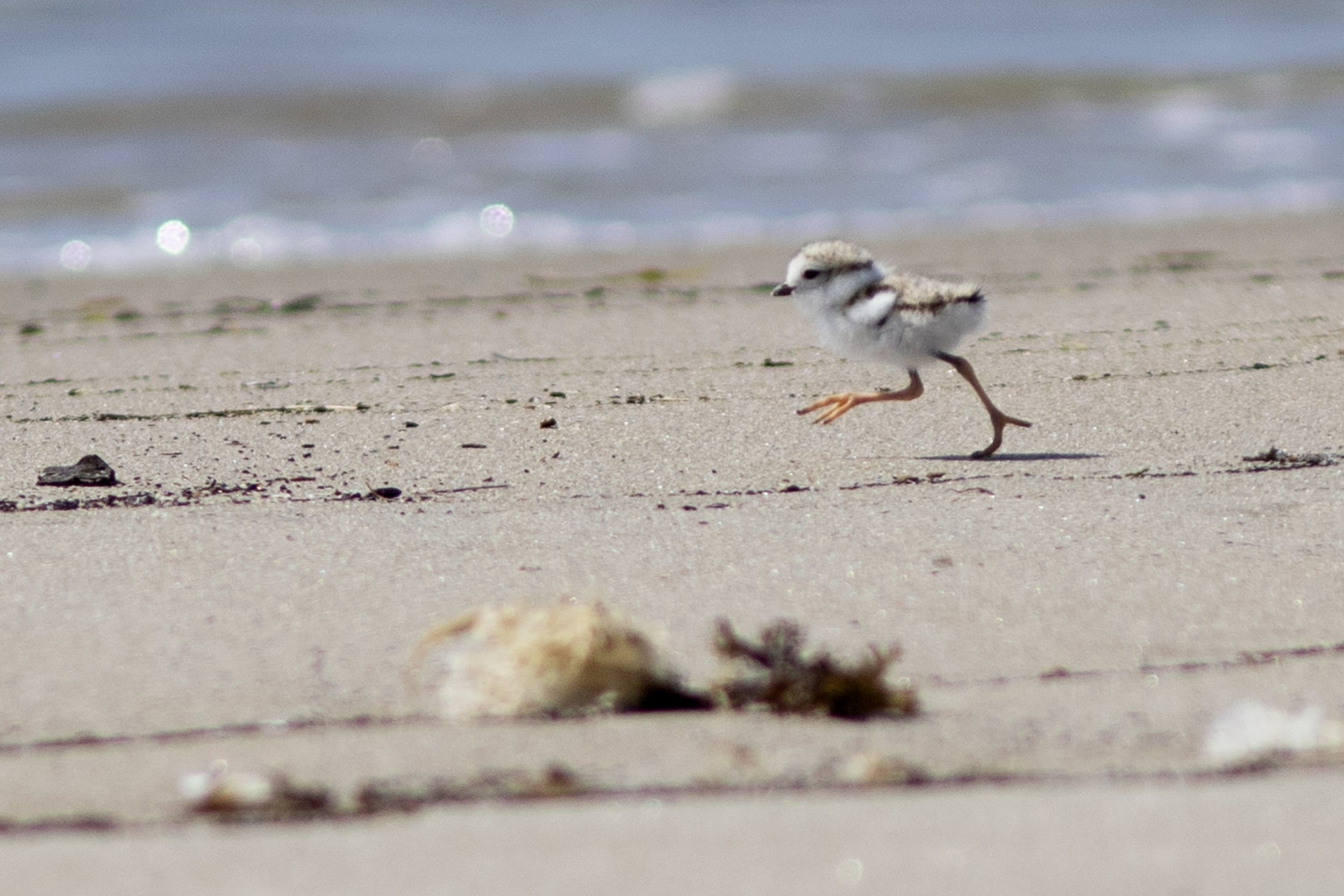 Piping Plover chick.jpg