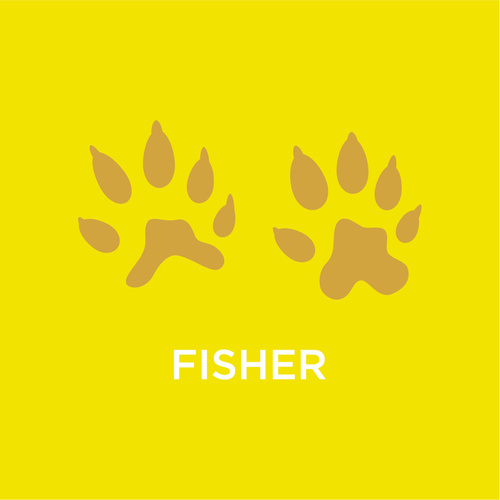 Fisher