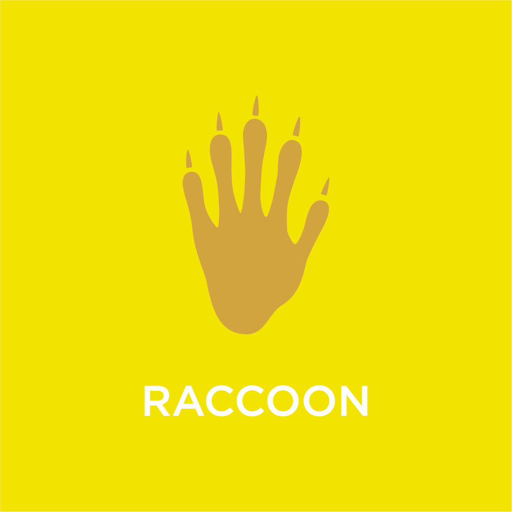 Raccoon