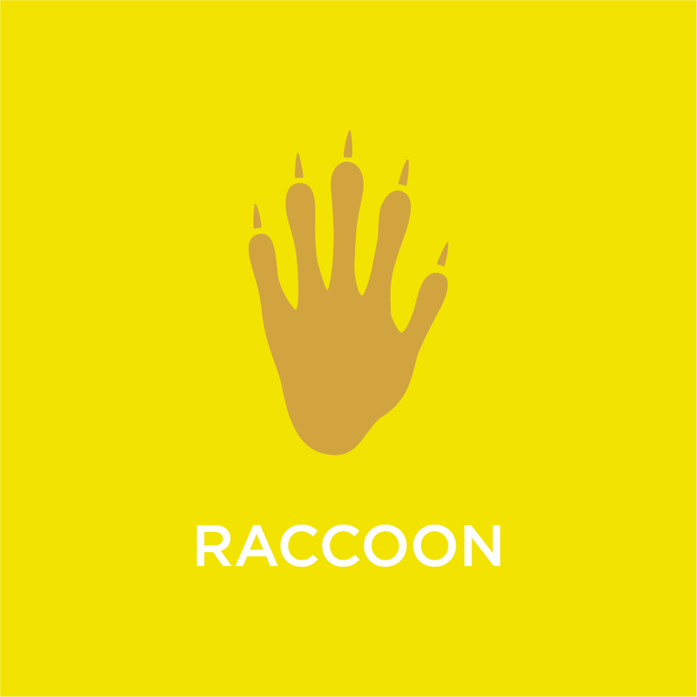 Raccoon