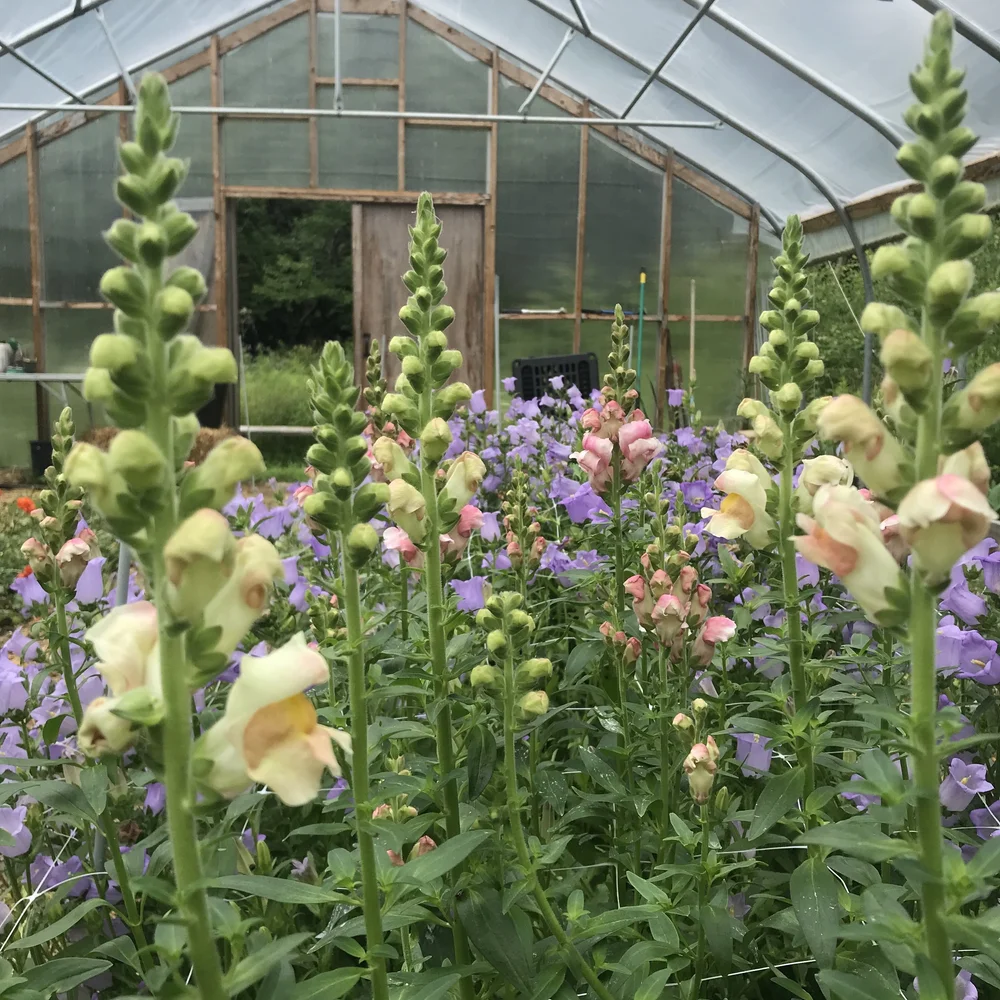 PHOTO: LEE CLINE, FOX HOLLOW FLOWERS