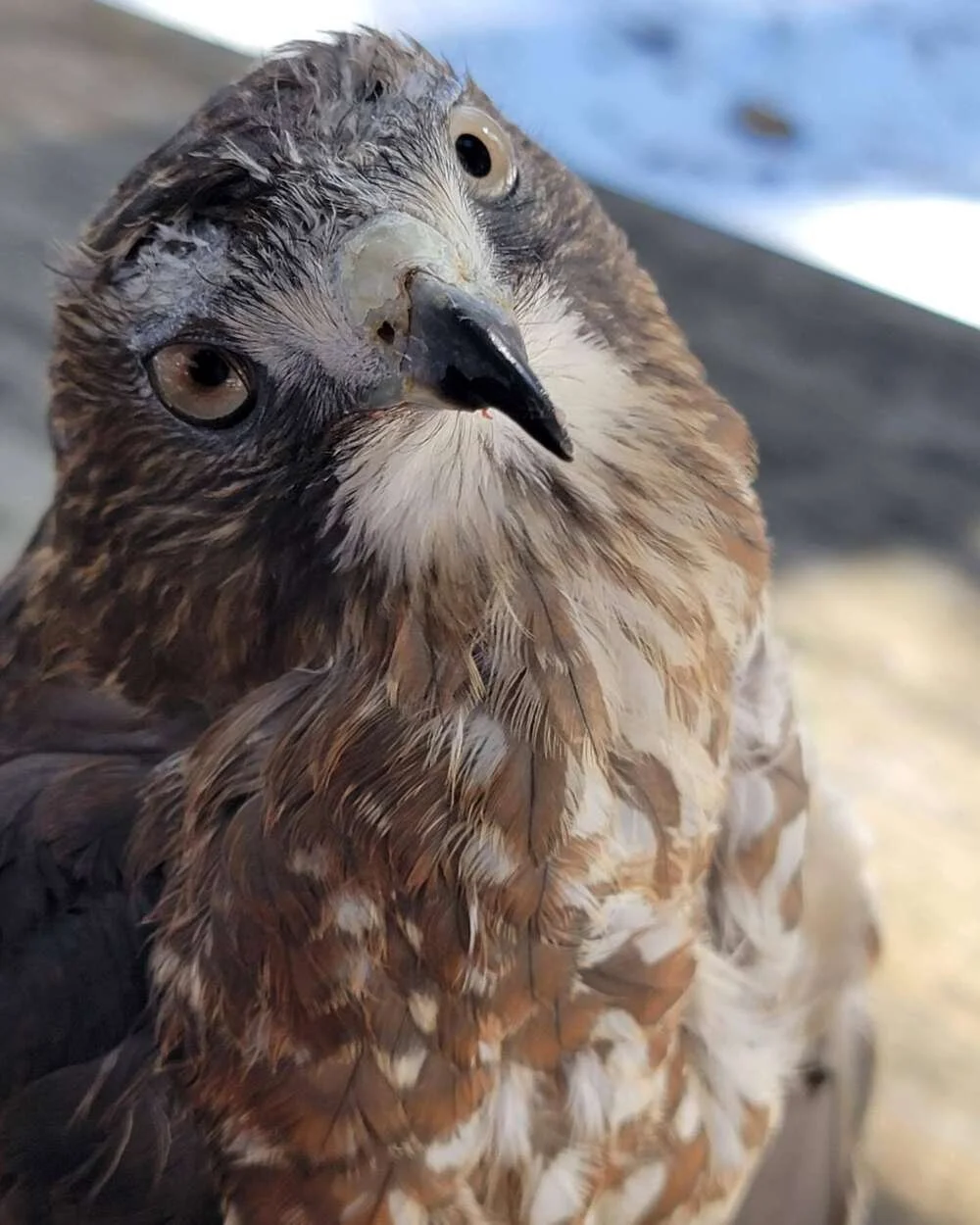 Winter Wildlife Day • Wells Reserve at Laudholm
