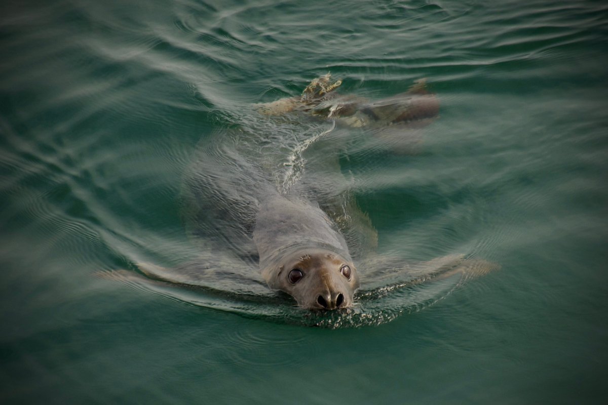 Tails of the City: Waterfront Urban Nature Walk • Maine Audubon