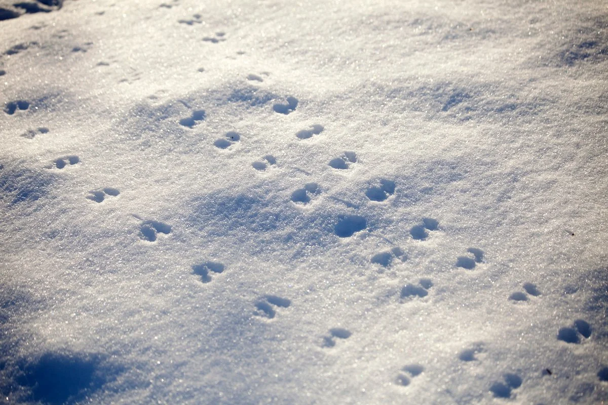 Winter Tracking Walk at Gilsland Farm • Maine Audubon