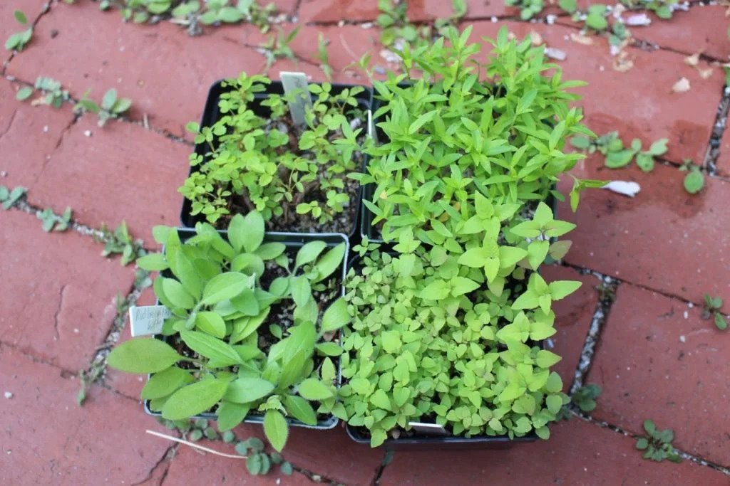 Late Season Seed Sowing at Woodward Point • Wild Seed Project & Maine Coast Heritage Trust
