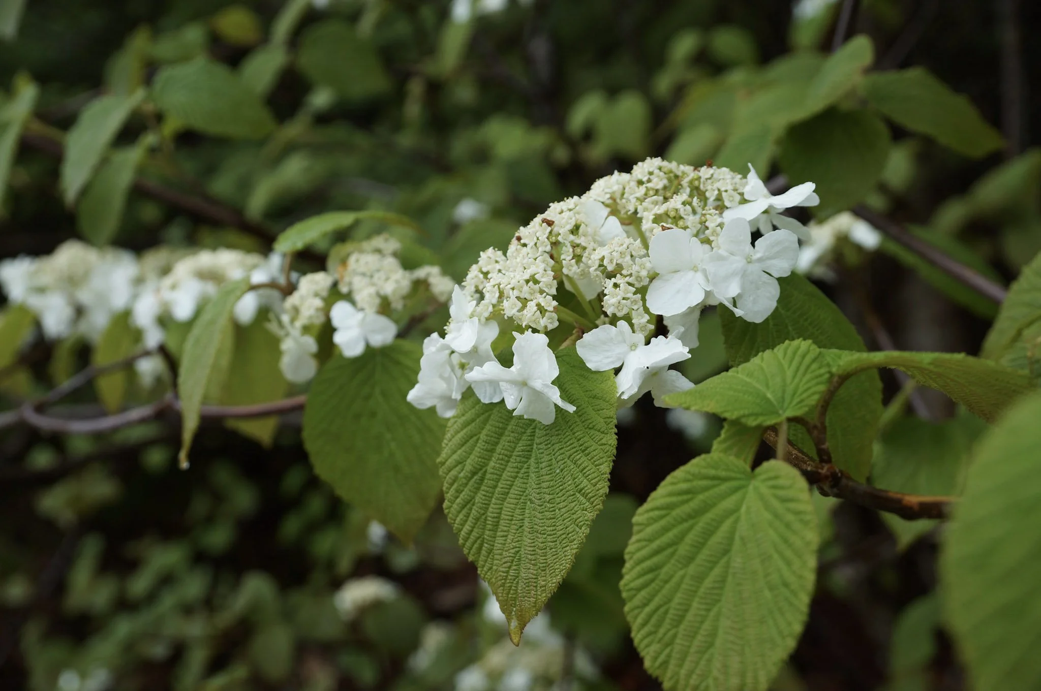 What About Cultivars? • Wild Seed Project