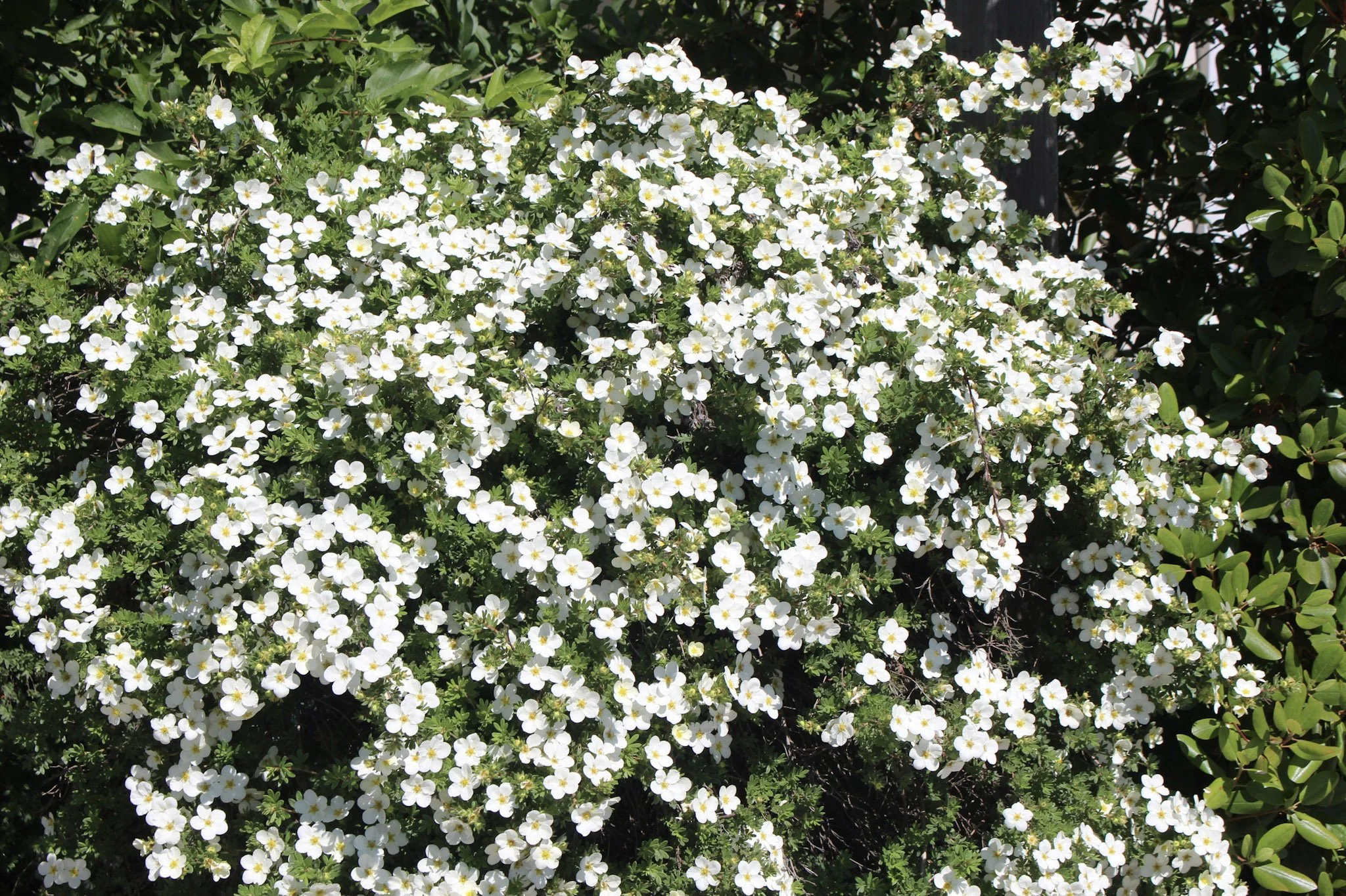 Ecological Pruning with Anna Fialkoff • Wild Seed Project & Friends of Fort Williams