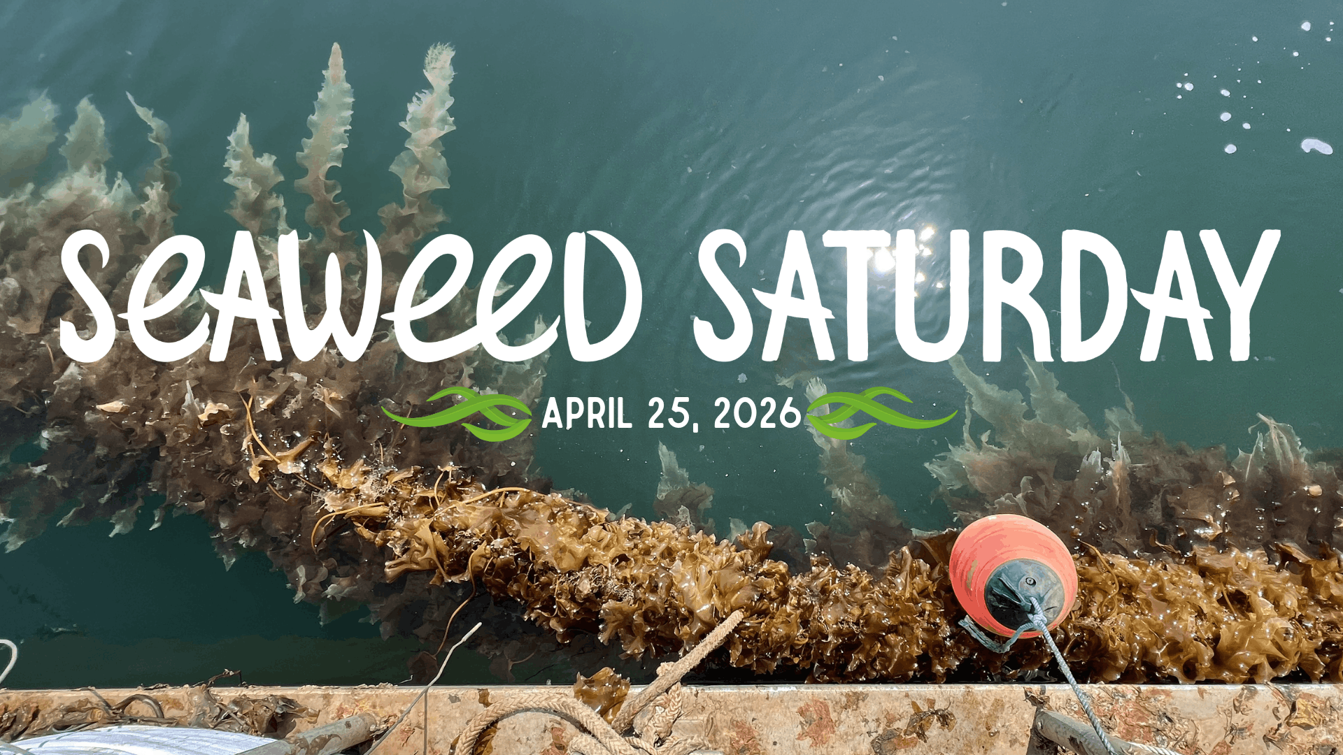 Seaweed Saturday