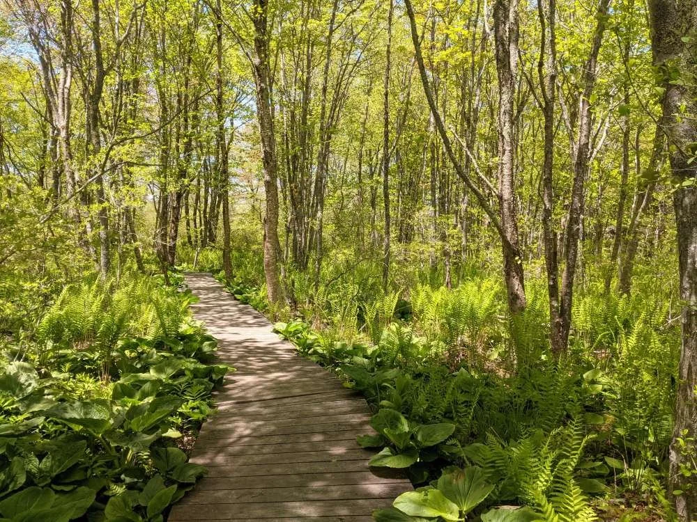 Sense of Wonder Walk at Wells Reserve at Laudholm
