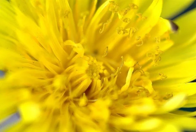 Wonderful Weeds