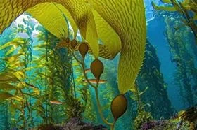 Two Concerts for Climate  • Friends of Casco Bay