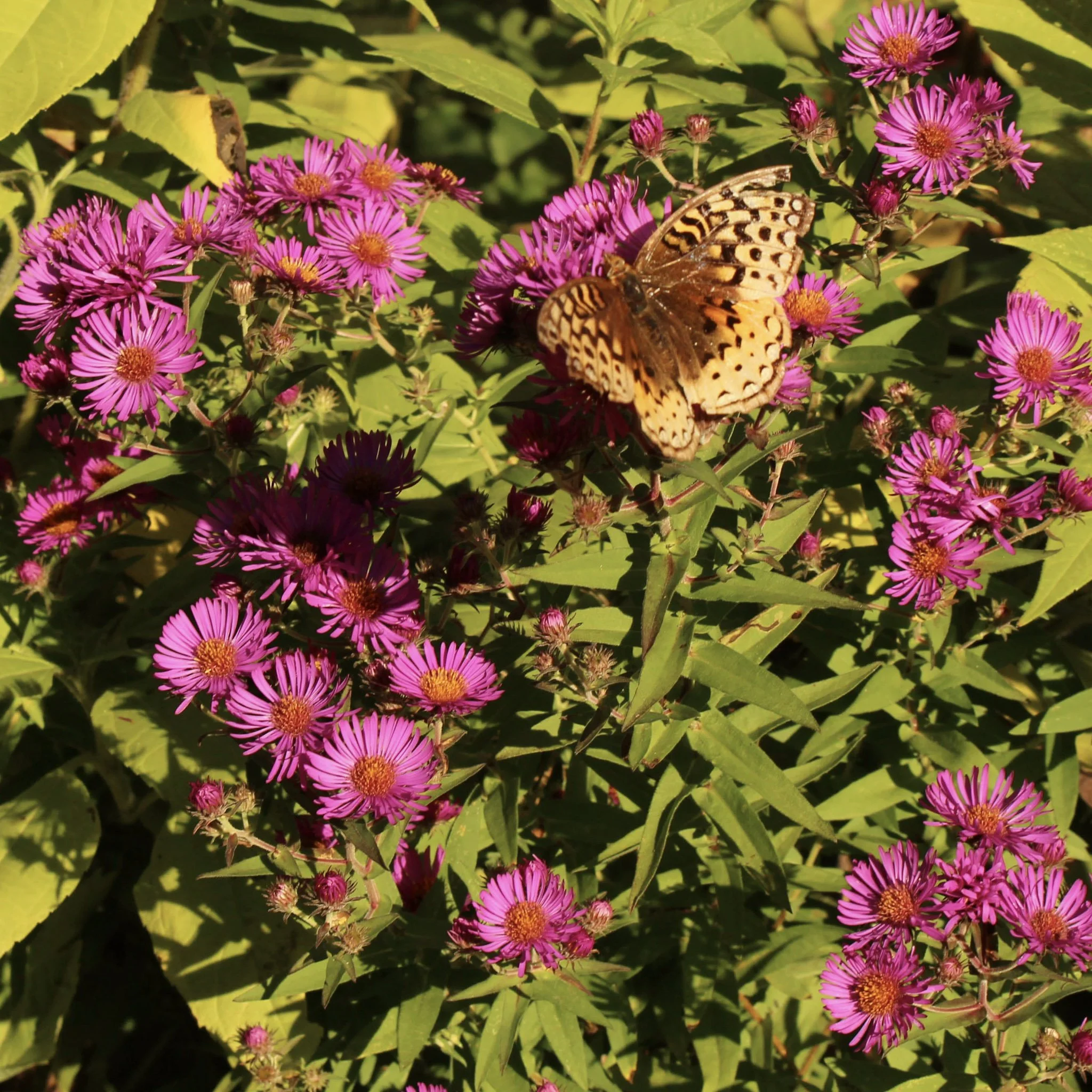 Wild Seed Project • Native Plant Sale Public Day