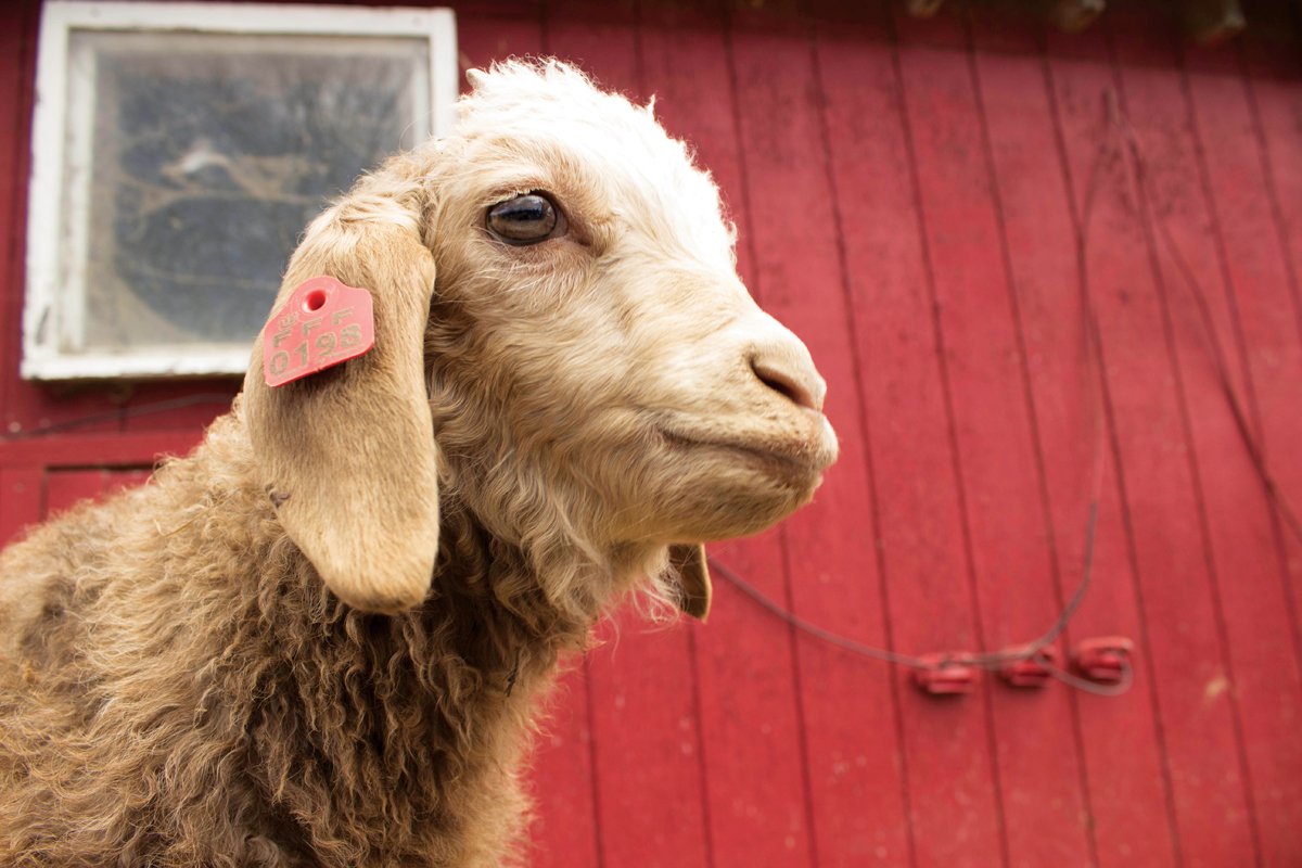 Harvesting and Transforming Alpaca Fleece into Luxury Textiles - Simple  Alpaca Farming