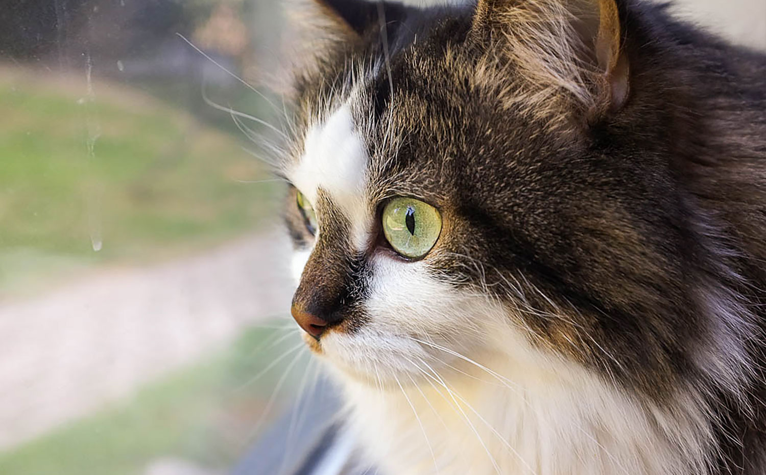 2. Keep Cats Indoors