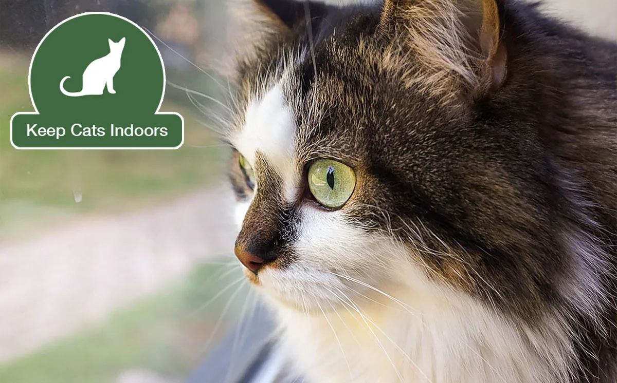 Keep your cat indoors and save cats and birds. Photo by Gadio Sevilla via Creative Commons.