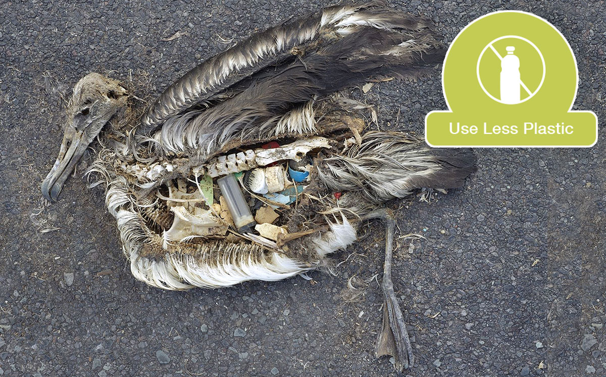 A Laysan Albatross with a stomach full of plastic. Photo by Chris Jordan via U.S. Fish and Wildlife Service Headquarters .