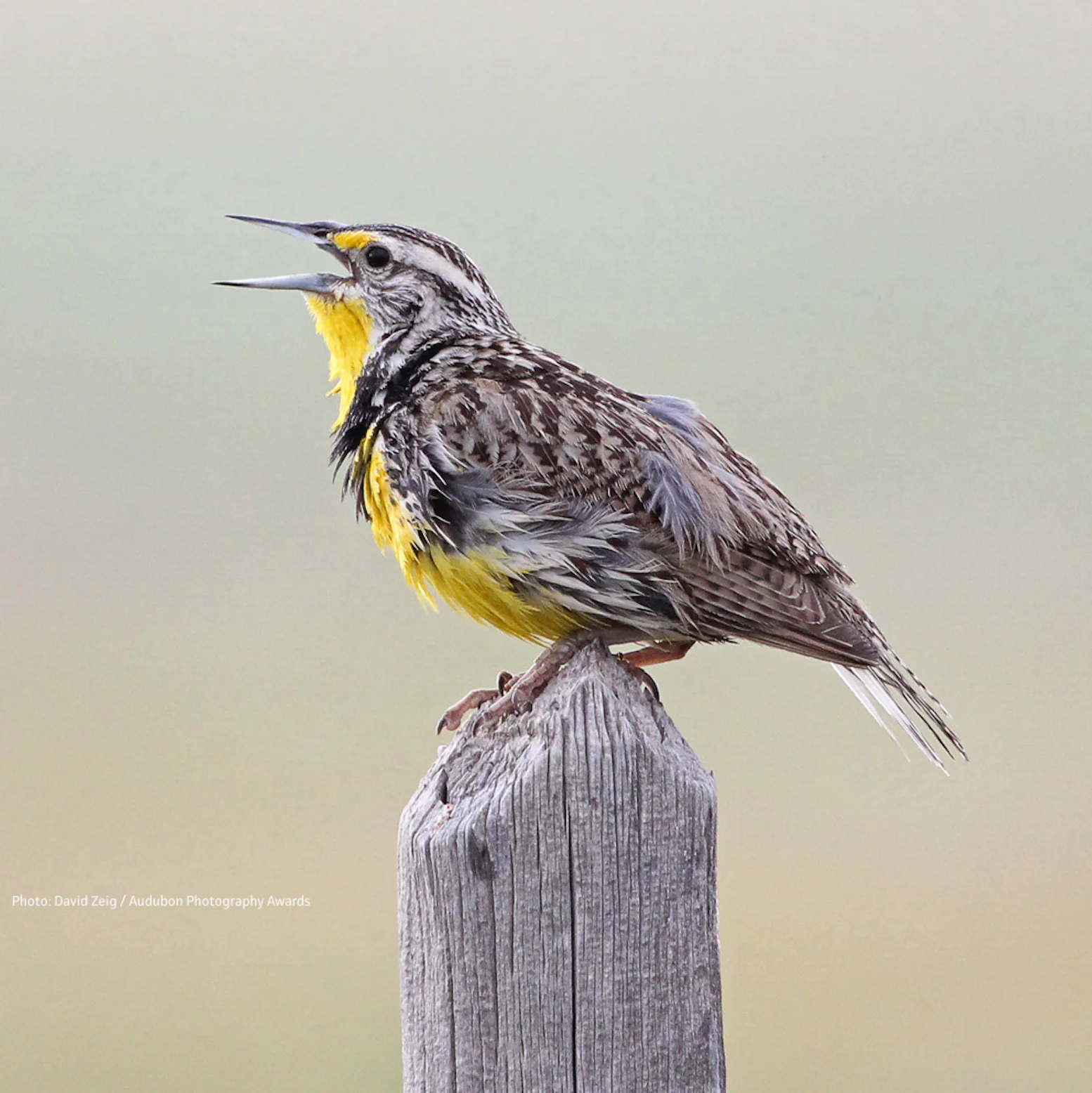 meadowlark-undispersed.jpg