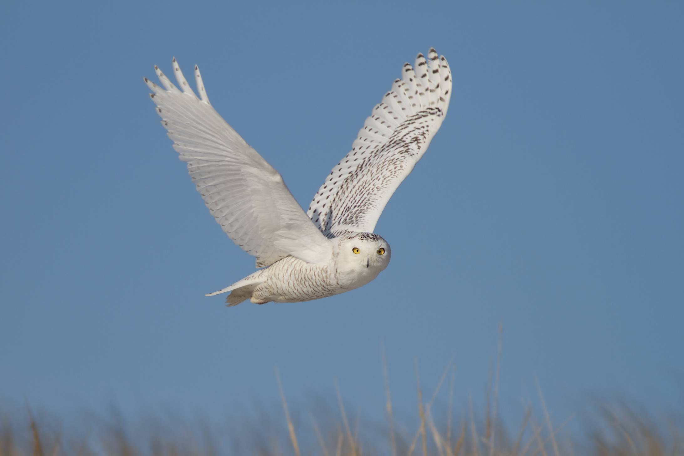Snowy Owl by Doug Hitchcox, Macaulay Library at Cornell Lab of Ornithology 41544741.jpg