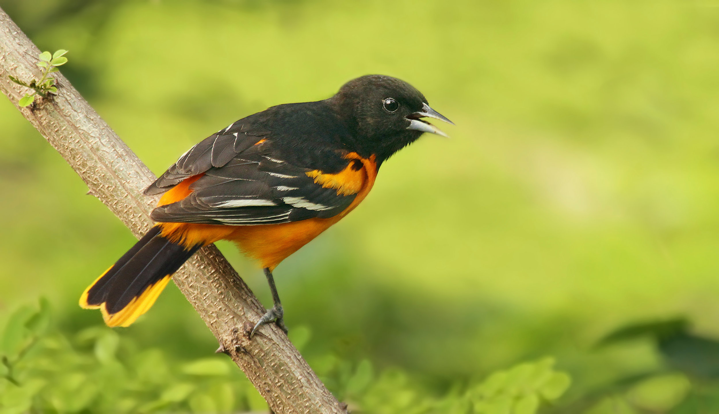 Baltimore Oriole by Ryan Schain, Macaulay Library at Cornell Lab of Ornithology 41874221.jpg