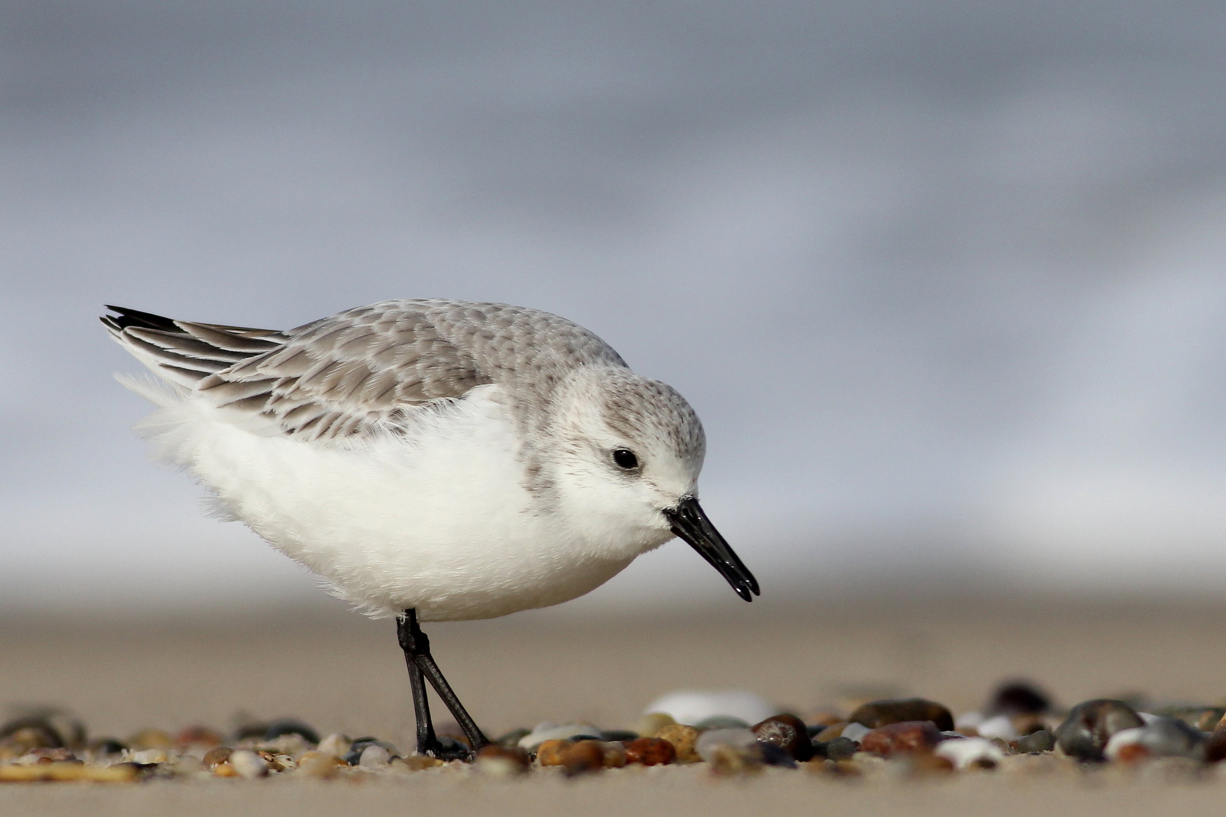 Sanderling by Andy Eckerson, Macaulay Library at Cornell Lab of Ornithology 83166281.JPG