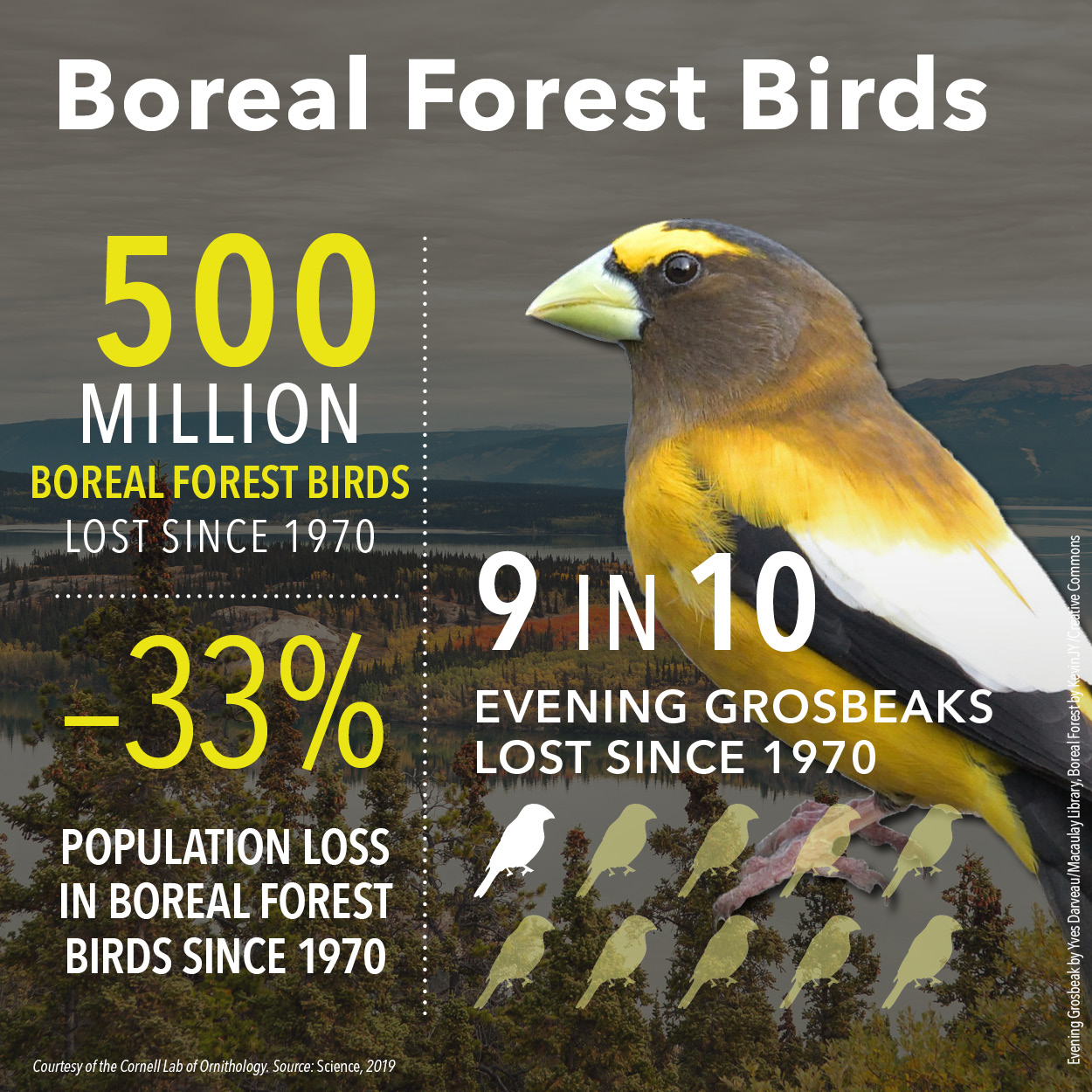 BirdDeclines-boreal.jpg