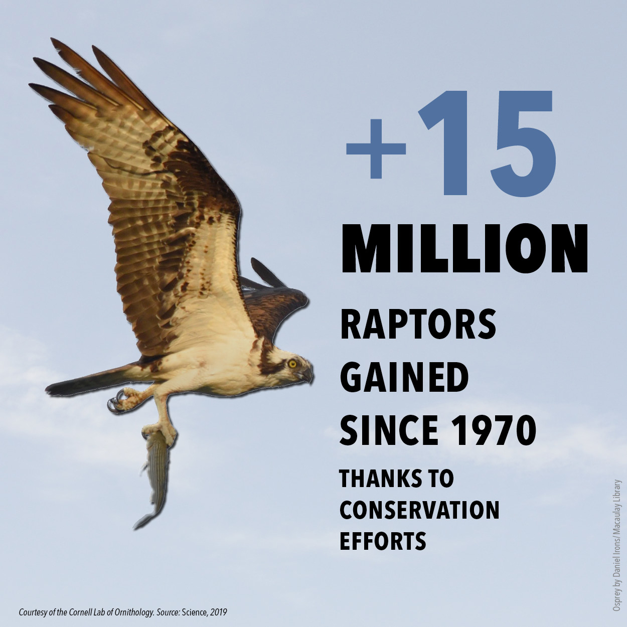 BirdDeclines-gains-raptors.jpg