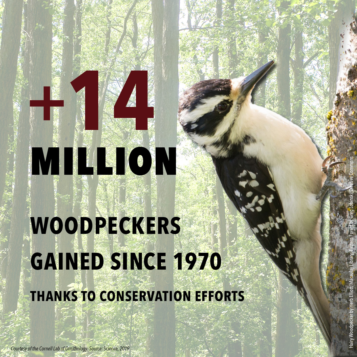 BirdDeclines-gains-woodpeckers.jpg