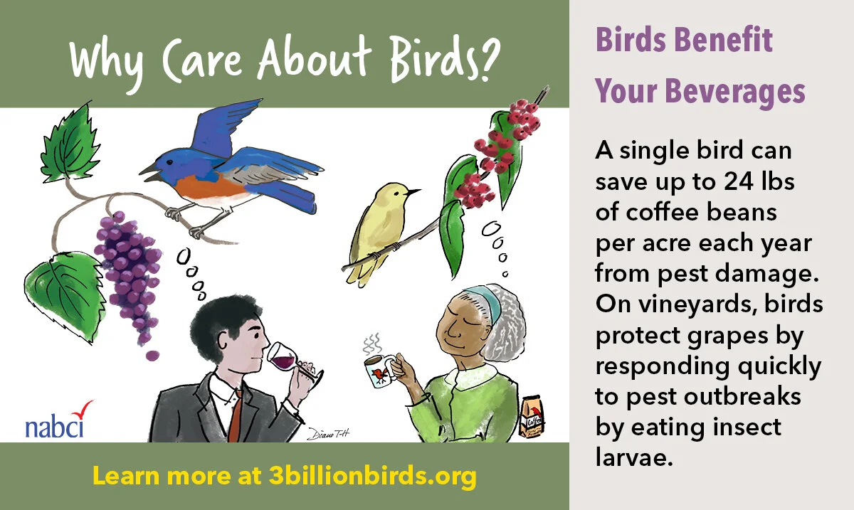 Why Birds Matter — BringBirdsBack