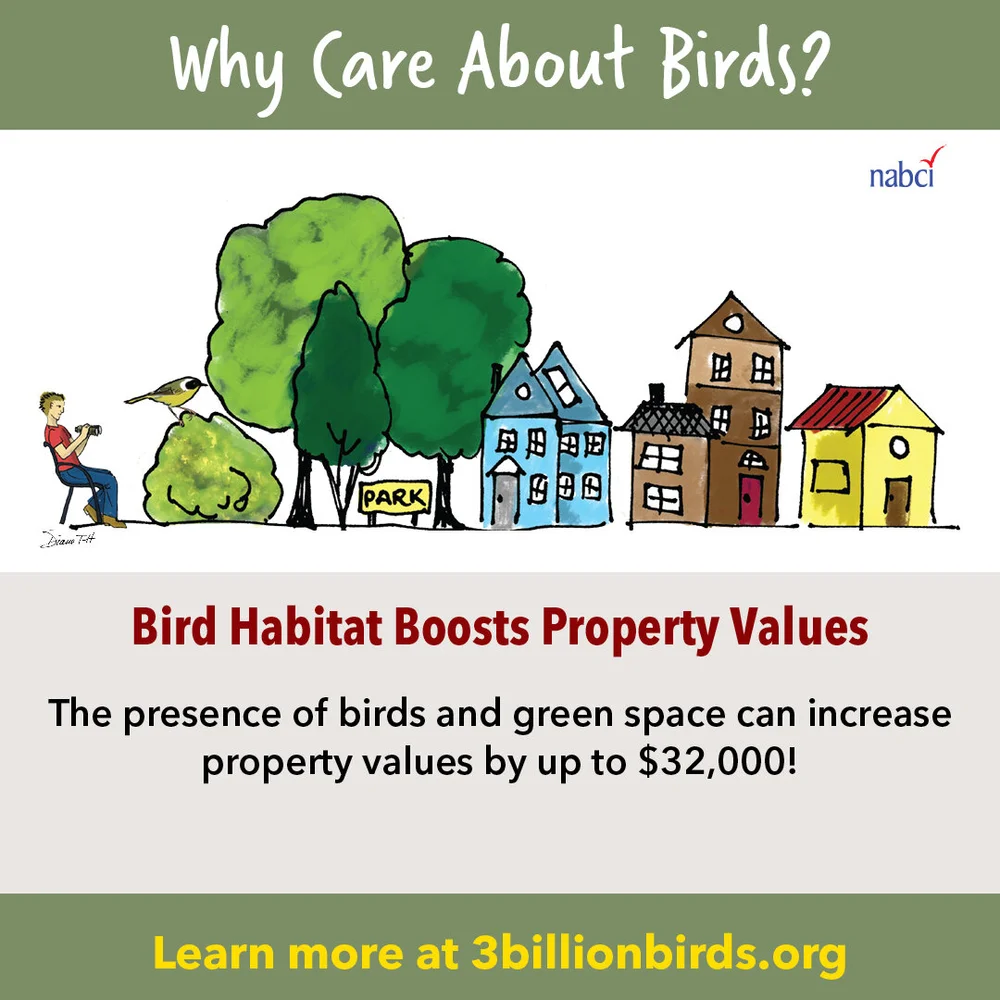 How to Improve Habitat for Birds: Simple Steps for Thriving Wildlife