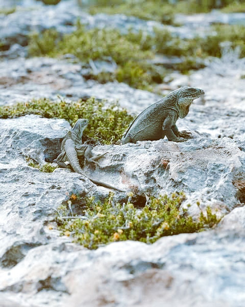 We love visiting our iguana friends in Bay Cay! 🦎 You&rsquo;ll find them basking in the sunshine or scurrying over to say hello ☀️

#rockiguana #turksandcaicos #sillycreekwatersports #adventuretravel #explorecaribbean #tropicalisland