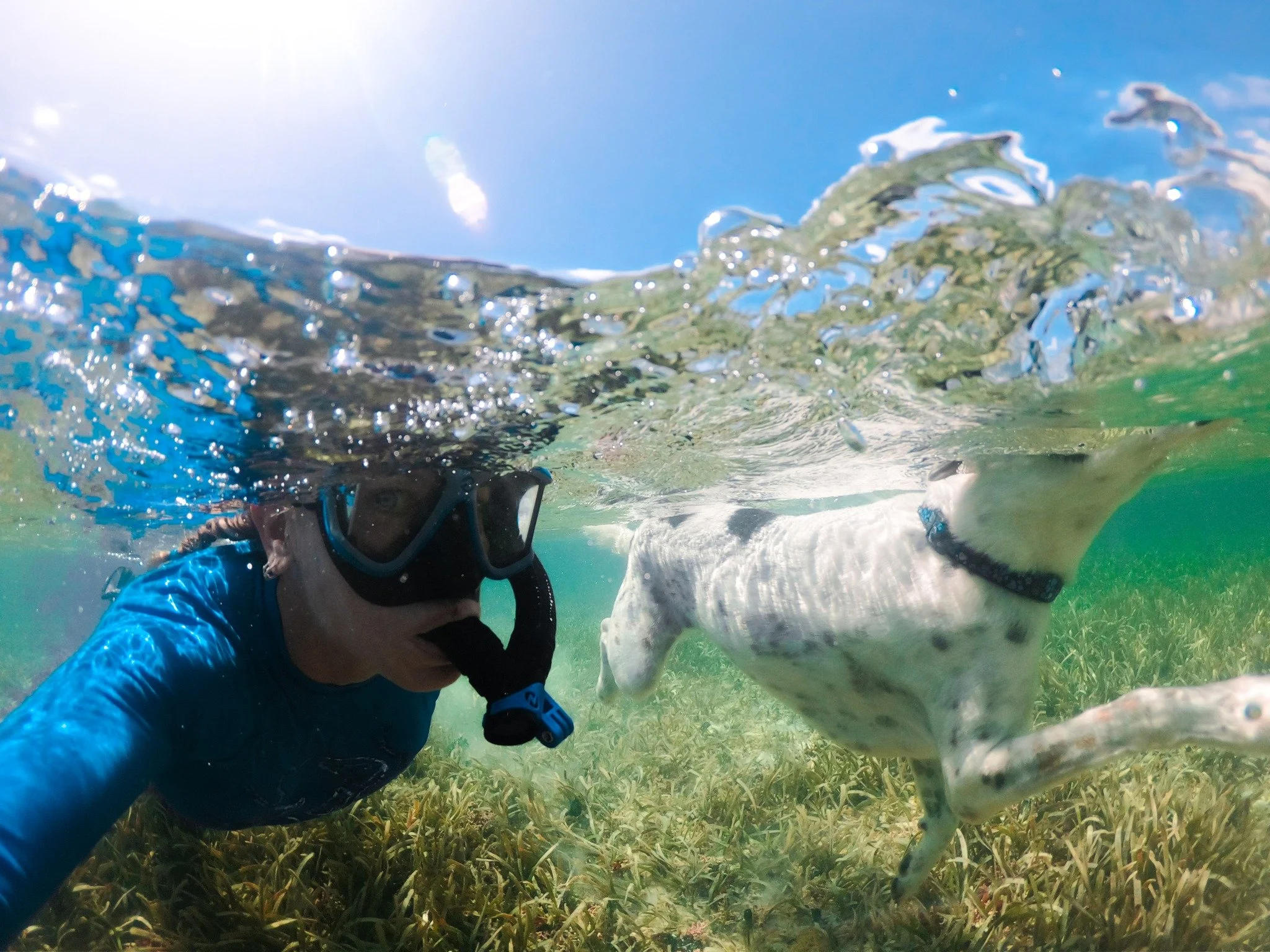 Snorkel buddies hit different when they&rsquo;ve got four legs 🐾💙 

Just another epic day in the water with our favorite sidekick!

#SnorkelDay #DogDaysInParadise #SillyCreekCrew #TurksAndCaicosMagic #FurryFriendGoals